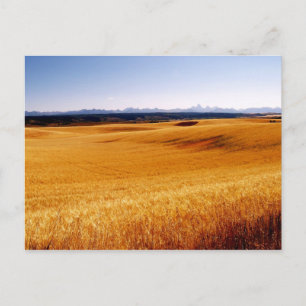 Carte postale Amber Waves