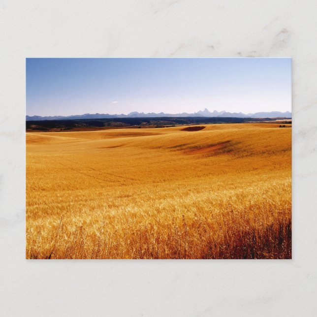 Carte postale Amber Waves (Devant)