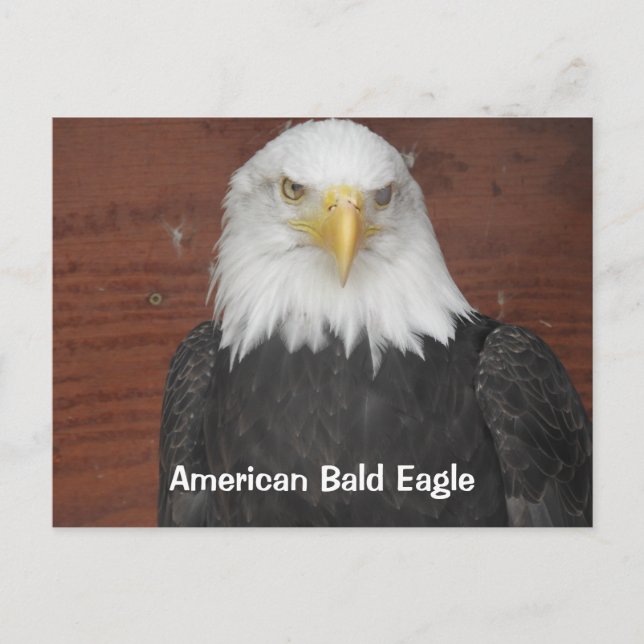 Carte Postale America Bald Eagle Dubuque Iowa Keepsaké (Devant)