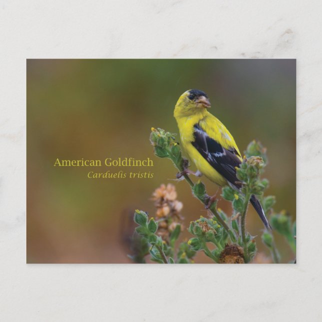 Carte Postale Américain Goldfinch (Devant)