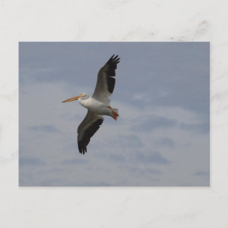 Carte Postale Américain Pélican blanc en migration