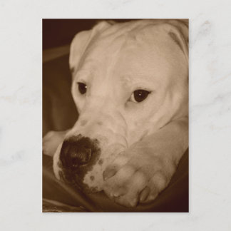 Carte postale américaine Bulldog