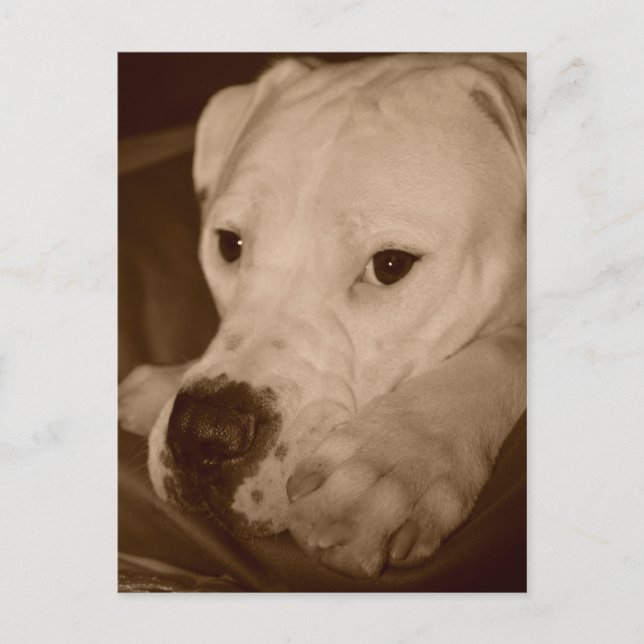 Carte postale américaine Bulldog (Devant)
