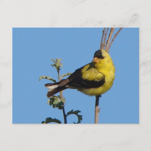 Carte postale américaine de chardonneret (Devant)