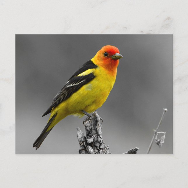Carte postale américaine d'oiseau chanteur (Devant)
