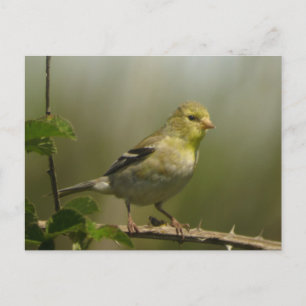 Carte postale américaine Goldfinch