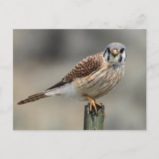 Carte postale américaine Kestrel