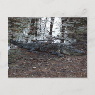 Carte postale American Alligator