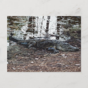 Carte postale American Alligator