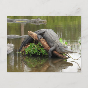 Carte postale American Alligator