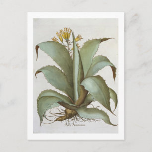 Carte Postale American Aloe : Aloe Americana, de 'Hortus Ey