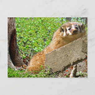 Carte Postale American Badger : Appel de réactivation