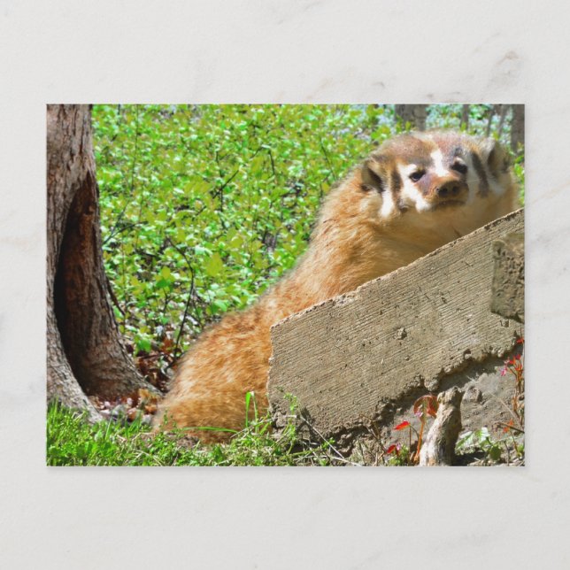 Carte Postale American Badger : Appel de réactivation (Devant)