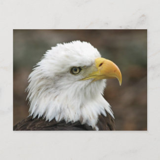 Carte Postale American Bald Eagle 2
