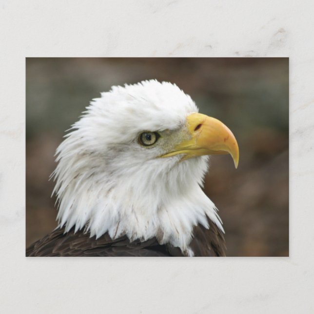 Carte Postale American Bald Eagle 2 (Devant)
