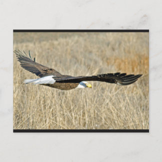 Carte postale American Bald Eagle III