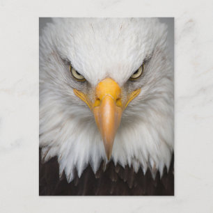 Carte Postale American Bald Eagle photo de gros plan