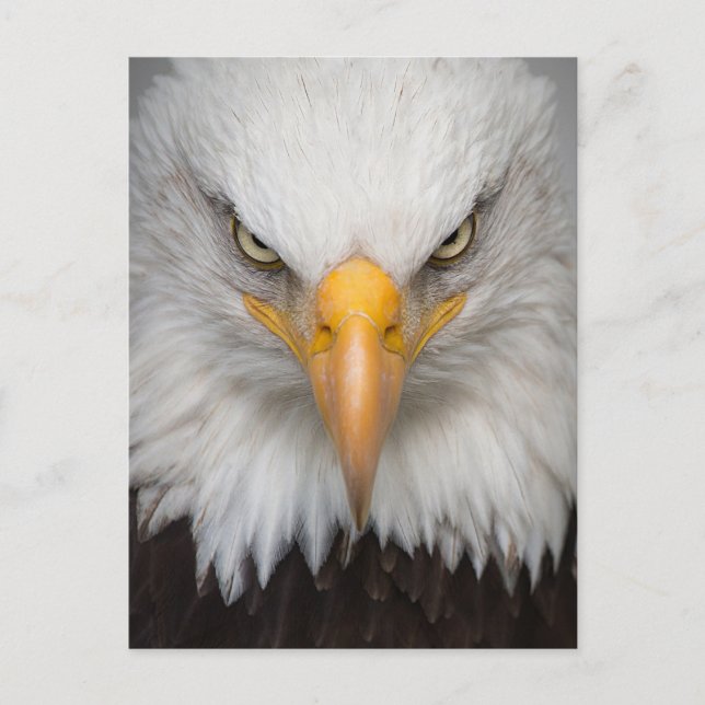 Carte Postale American Bald Eagle photo de gros plan (Devant)