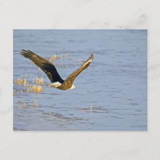 Carte postale American Bald Eagle VI