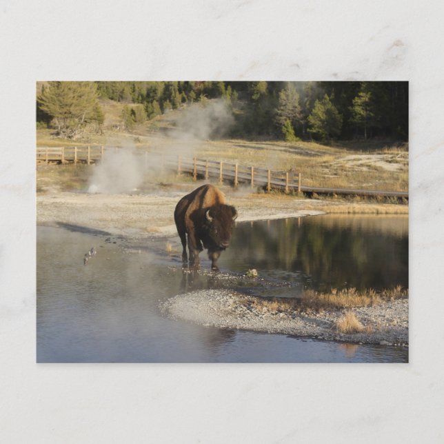 Carte Postale American Bison Yellowstone Wildlife Photography (Devant)