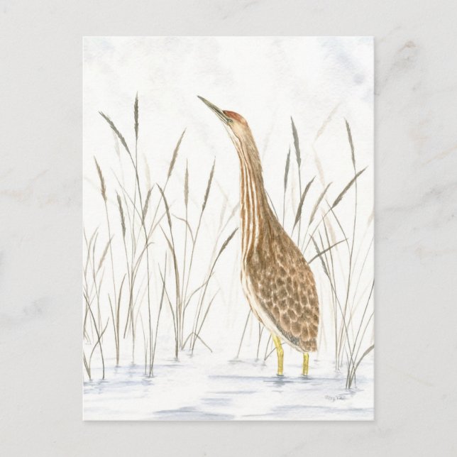 Carte postale American Bittern (Devant)