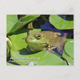 Carte postale American Bullfrog