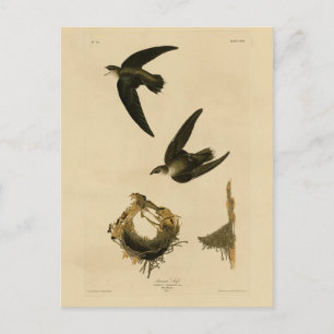 Carte Postale American (Chimney) Swift Audubon, Birds of America