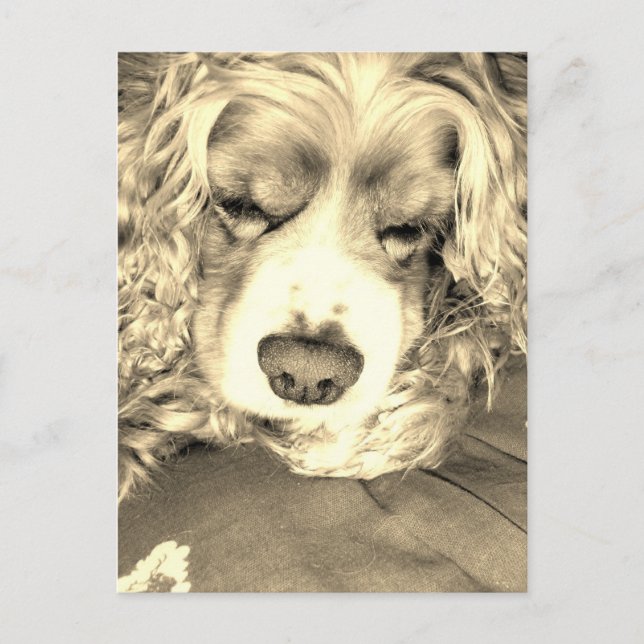 Carte Postale American Cocker Spaniel (Devant)