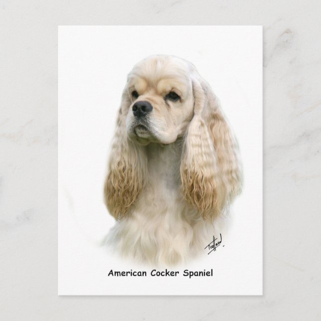Carte Postale American Cocker Spaniel 9Y244D-035 (Devant)