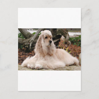 Carte Postale American Cocker Spaniel Series