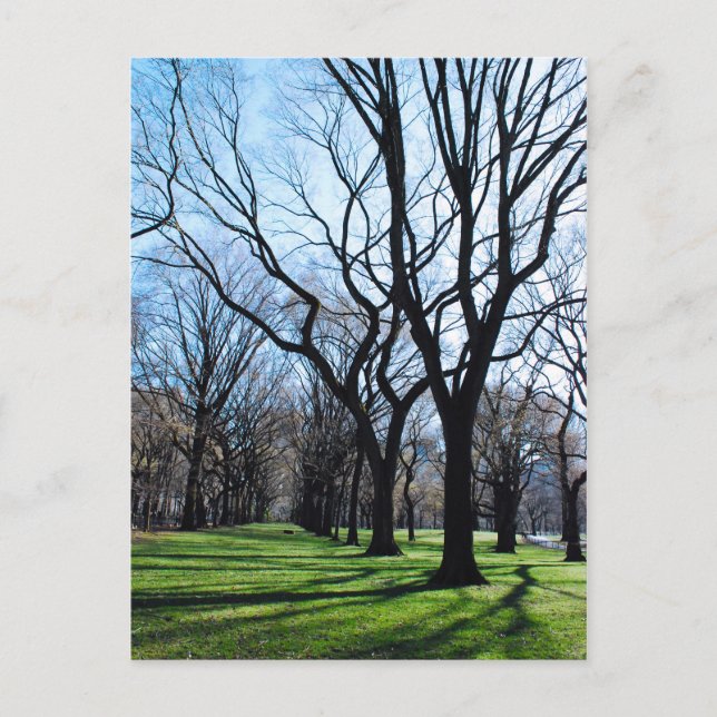 Carte postale American Elm Trees (Devant)