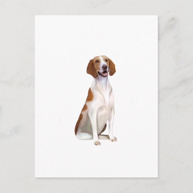 Carte Postale American Foxhound (A) (Devant)