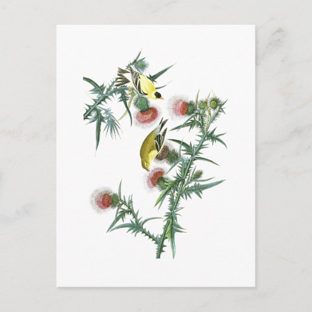Carte Postale American Goldfinch John Audubon Birds of America (Devant)