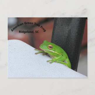Carte postale American Green Treefrog