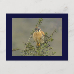 Carte postale American Kestrel 1