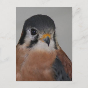 Carte Postale American kestrel Bird Photo