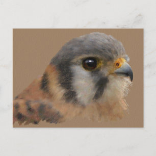 Carte Postale American Kestrel Portrait