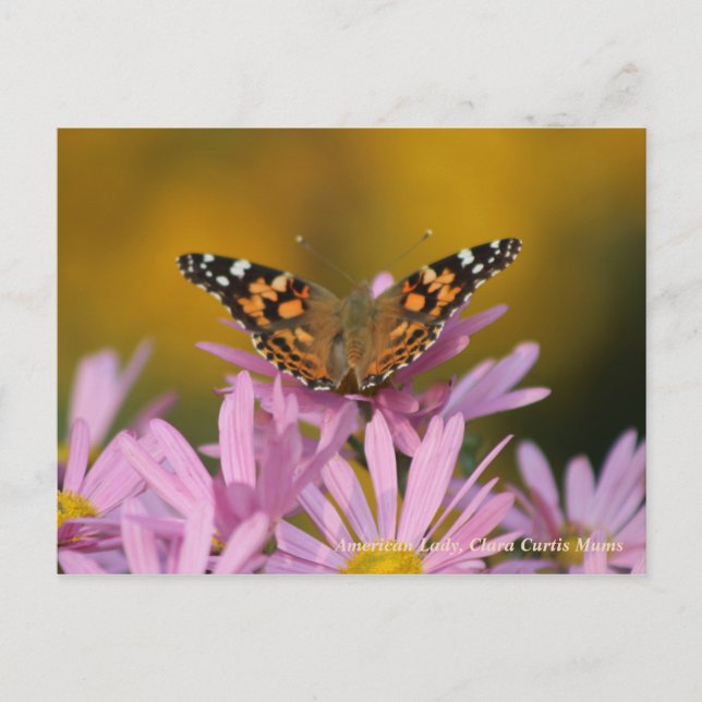 Carte Postale American Lady Butterfly & Clara Curtis Mums (Devant)