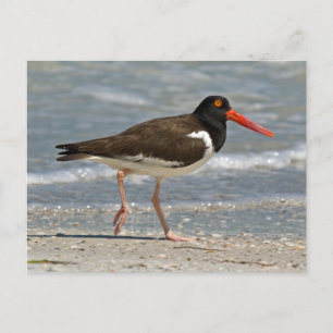 Carte Postale American Oystercatcher Photo