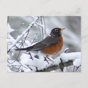 Carte postale American Robin Bird
