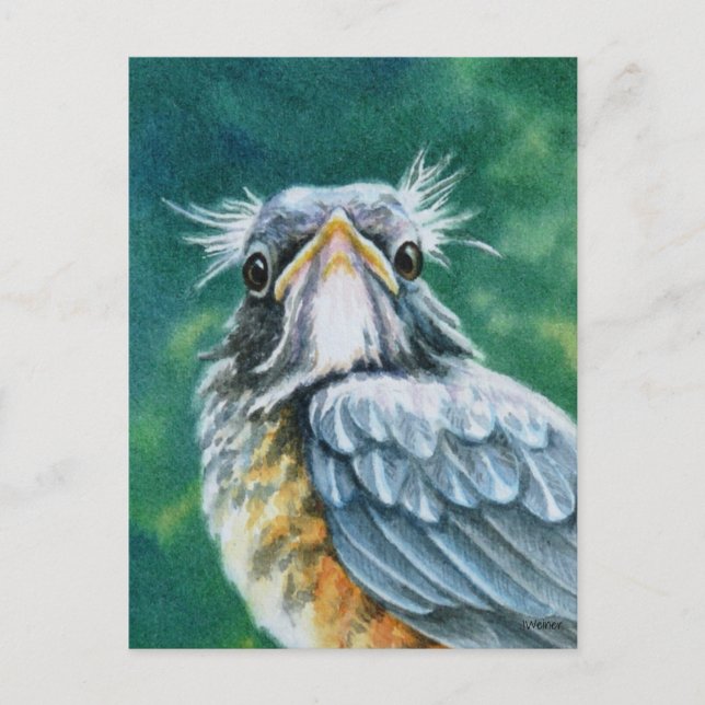 Carte Postale American Robin Bird Fledget Aquarelle Art (Devant)