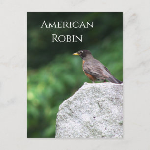 Carte postale American Robin Bird Photo
