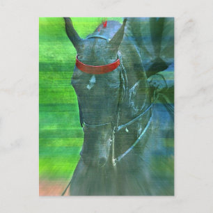 Carte Postale American Saddlebred