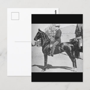 Carte Postale American Saddlebred Horse photo Vintage