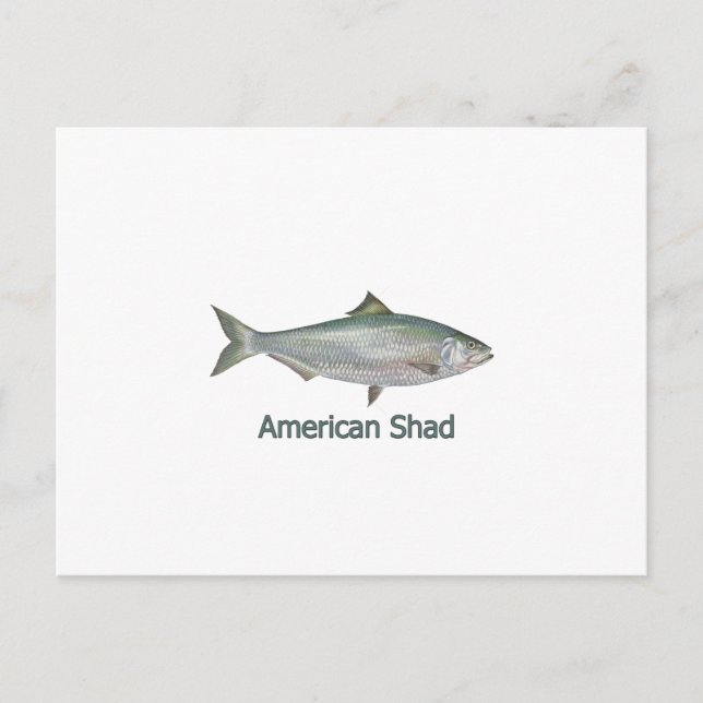 Carte Postale American Shad (titre) (Devant)