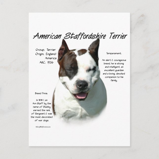 Carte Postale American Staffordshire Terrier History, (Devant)