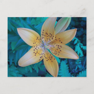 Carte Postale American Tiger Lily