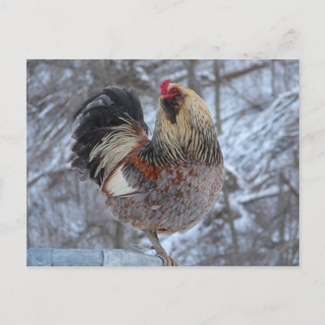 CARTE POSTALE AMÉRICANA ROOSTER DANS LES DONS D'HIVER (Devant)