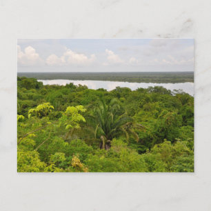 Carte Postale Amérique centrale Forêt de pluie à Belize