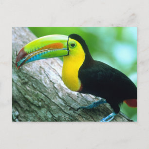 Carte Postale AMÉRIQUE CENTRALE, Panama, Île de Borro Colorado 2